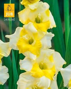 Gladiolus Buggy -2 14011438